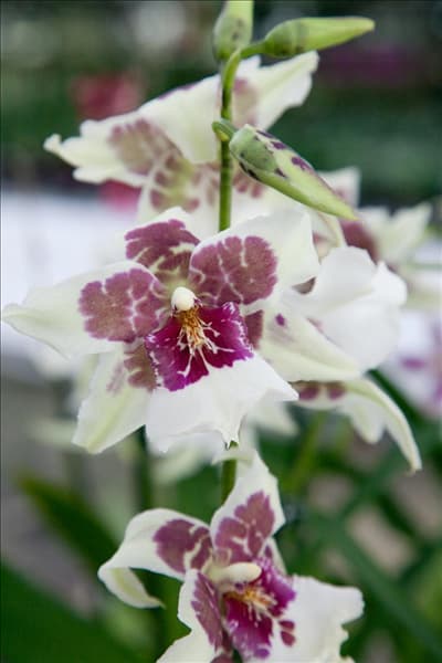 Miltonia, weiß und violett