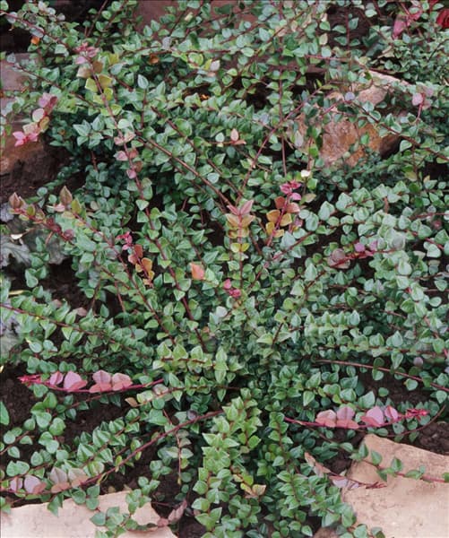Lonicera nitida Red Tips