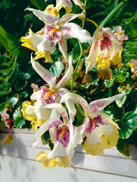 Miltonia x Brassia