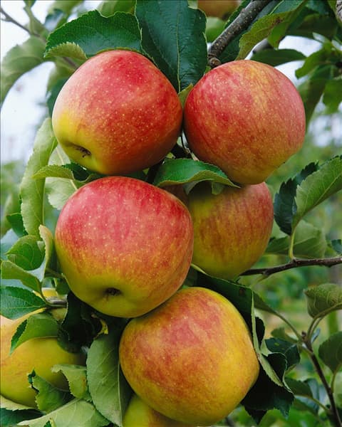 Malus domestica Jonagold