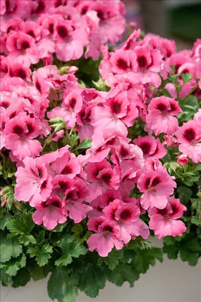 Pelargonium grandiflorum pac ® Aristo ® Pink