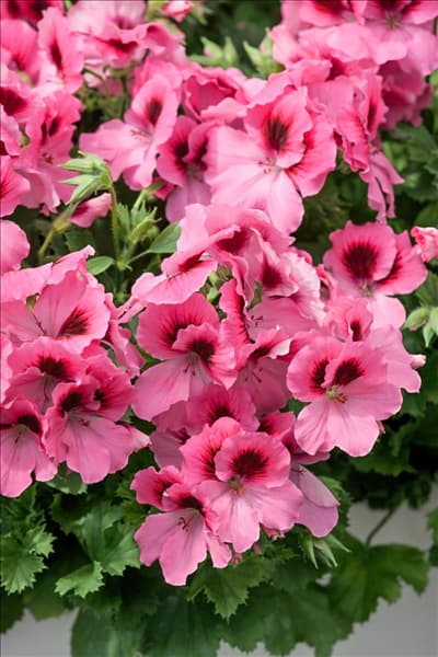 Pelargonium grandiflorum pac ® Aristo ® Pink