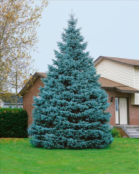 Picea pungens Glauca