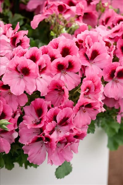 Pelargonium grandiflorum pac ® Aristo ® Pink