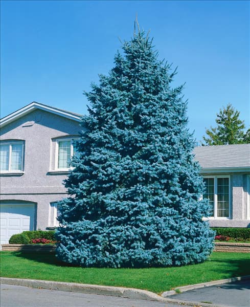 PICEA PUNGENS GLAUCA