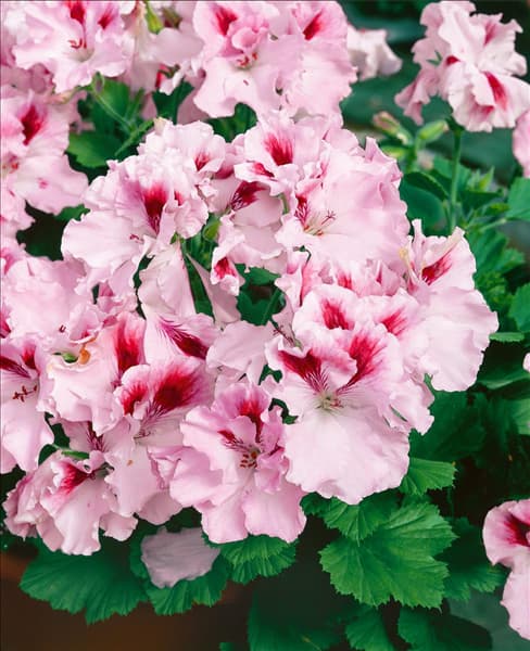 PELARGONIUM GRANDIFLORUM Tiara