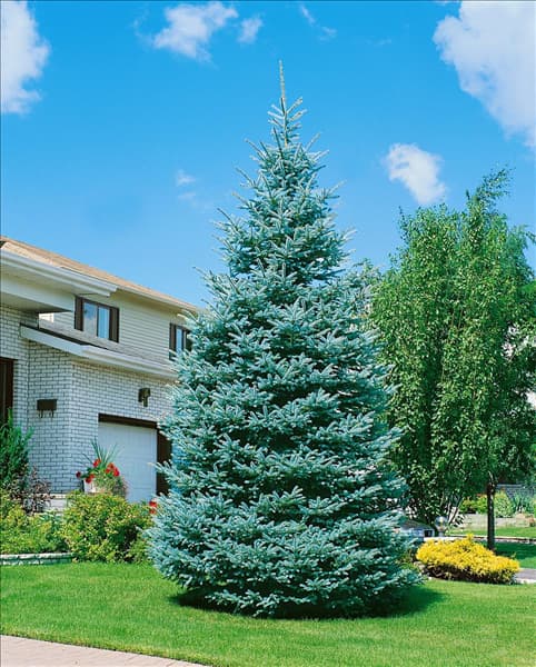 PICEA PUNGENS GLAUCA
