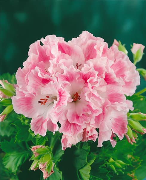 Pelargonium grandiflorum Delli
