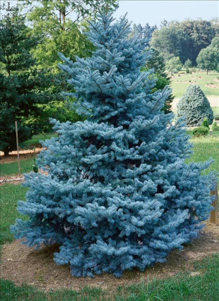 PICEA pungens Bakeri