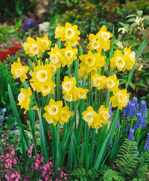 Narcissus jonquilla Intrigue