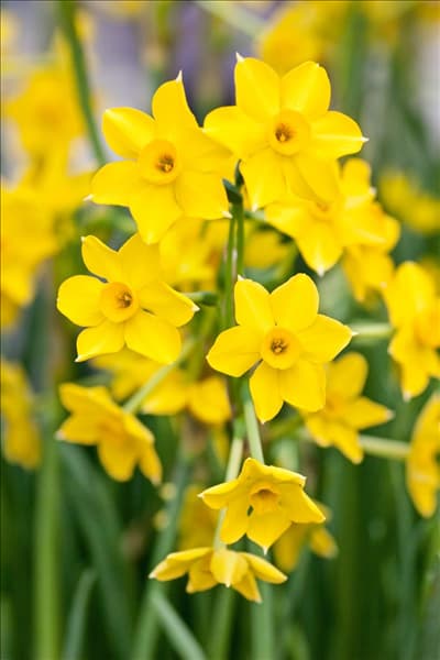 Narcissus jonquilla Baby Boomer