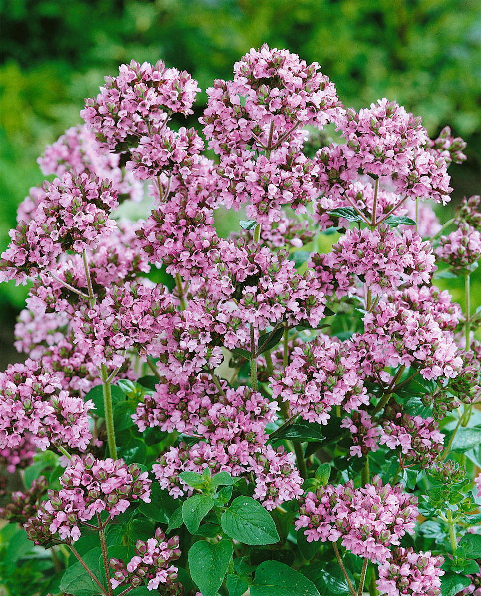 Origanum vulgare