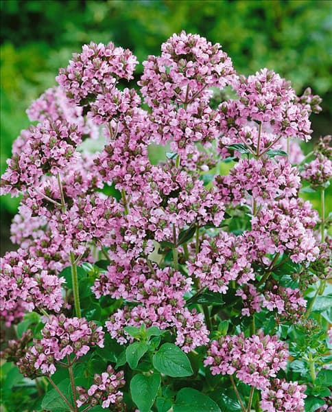 Origanum vulgare 'Roseum'