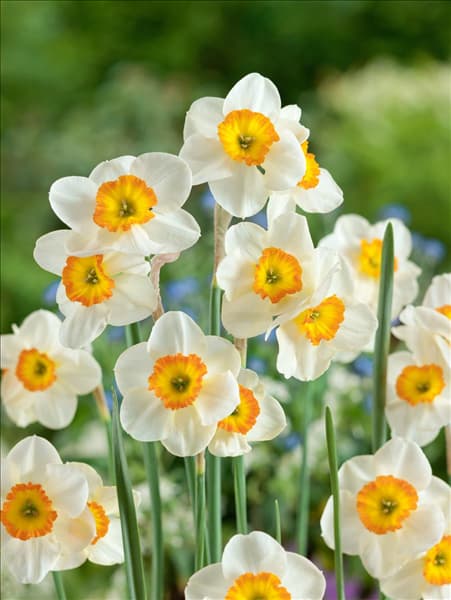 Narcissus jonquila La Belle
