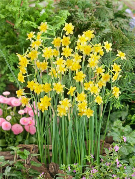 Narcissus jonquila New-Baby