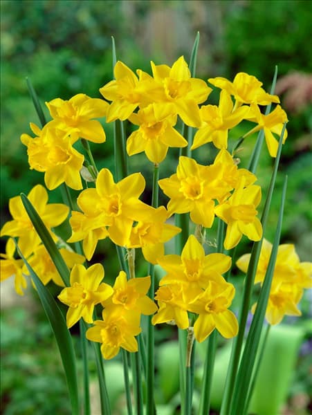 Narcissus jonquilla Orange Queen