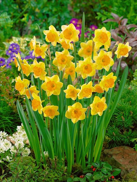 Narcissus jonquilla Derringer