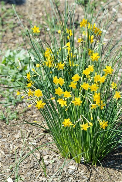 Narcissus jonquilla