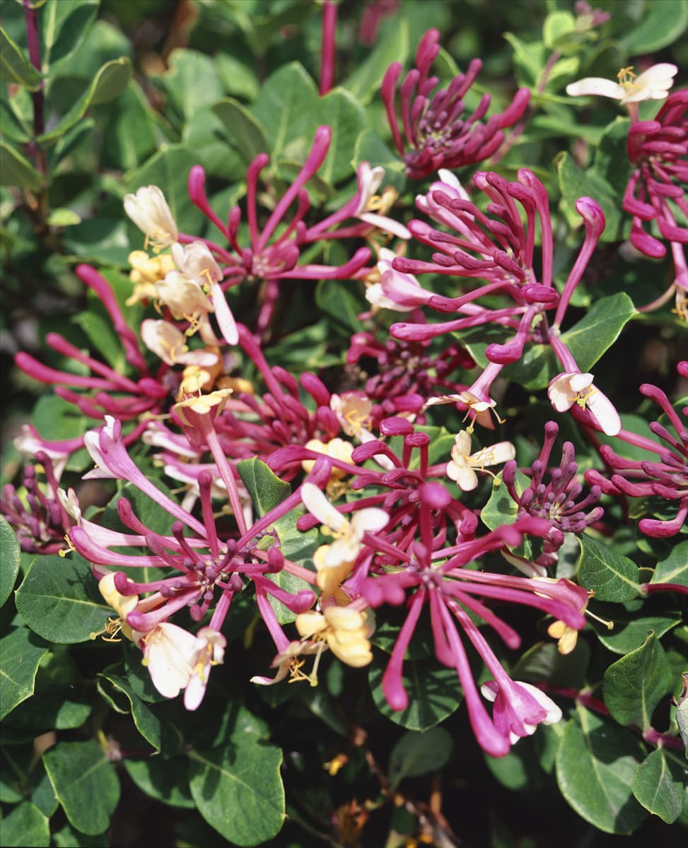 LONICERA PERICLYMENUM BELGICA SELECT