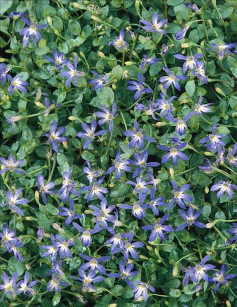 Isotoma axillaris Fairy Carpet