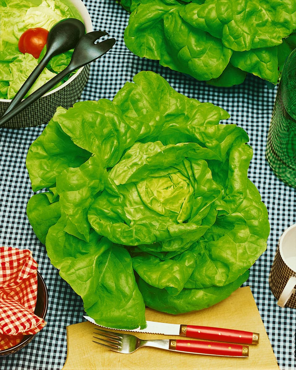 Kopfsalat / Lactuca sativa var. capitata Wunder von Stuttgart