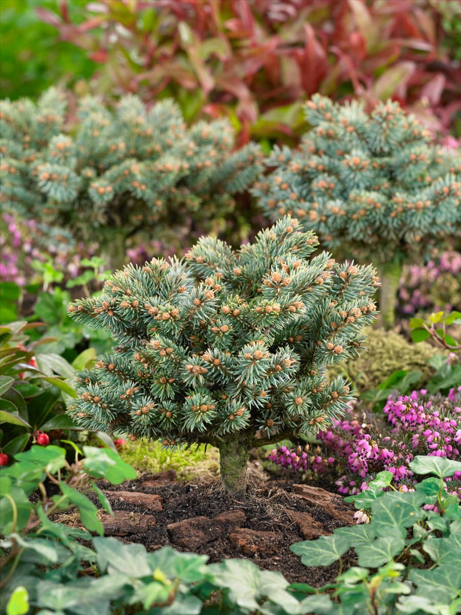 Picea pungens Blaukissen