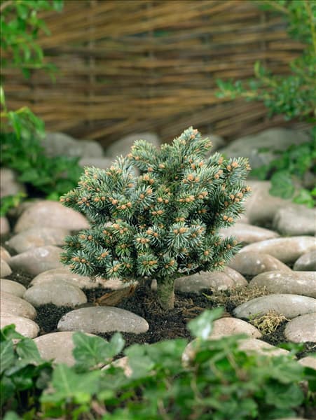 Picea pungens Blaukissen