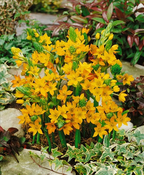 Ornithogalum dubium