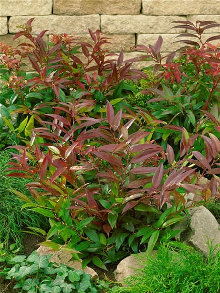Leucothoe keiskei Royal Ruby