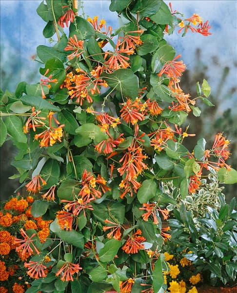 Lonicera brownii Dropmore Scarlet