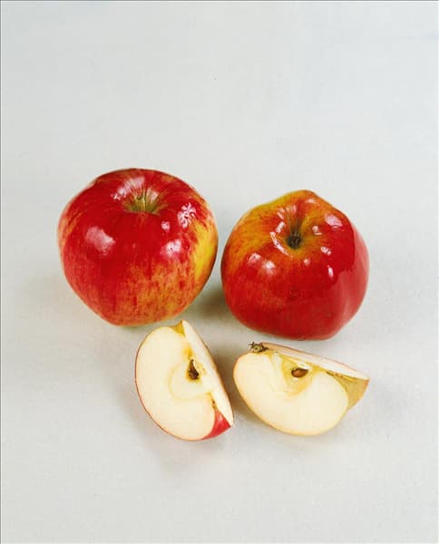 Apfel / Malus domestica Jonathan