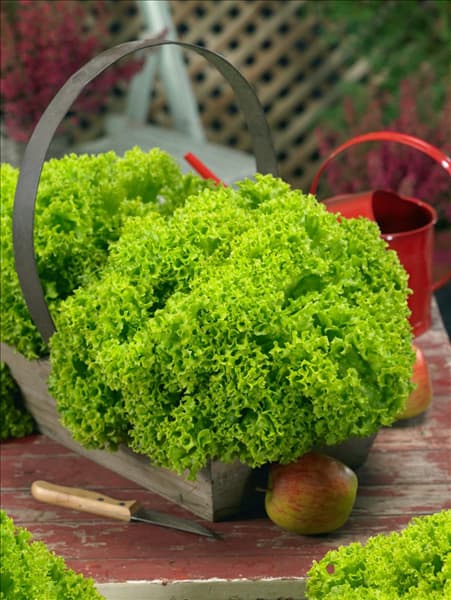 Lactuca sativa var. crispa Lollo Bionda Onyx