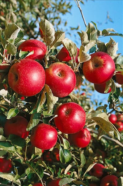 Apfel / Malus domestica Jonathan