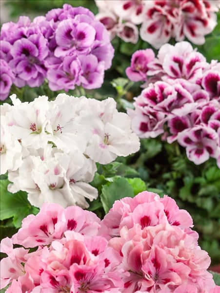 Pelargonium grandiflorum