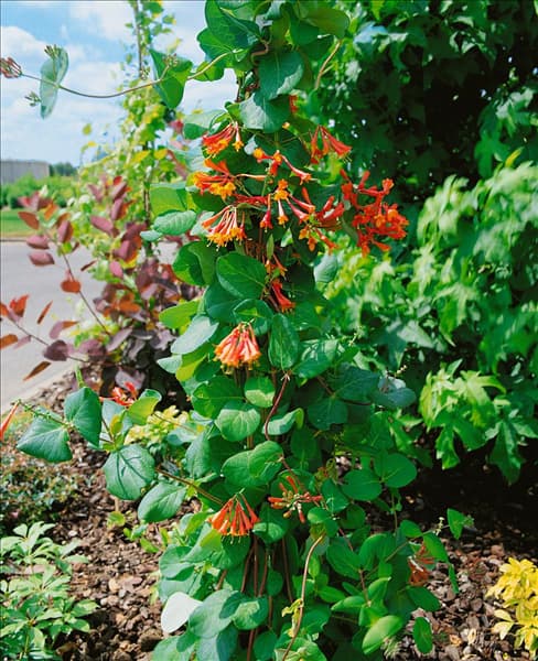 Lonicera brownii Dropmore Scarlet