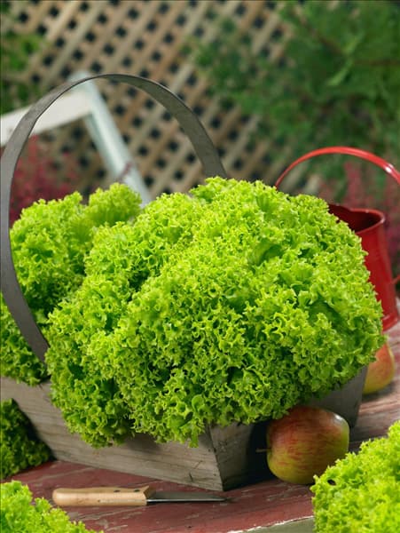 Lactuca sativa var. crispa Lollo Bionda Onyx