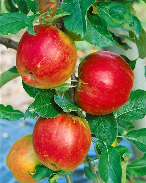 Apfel / Malus domestica Jonathan
