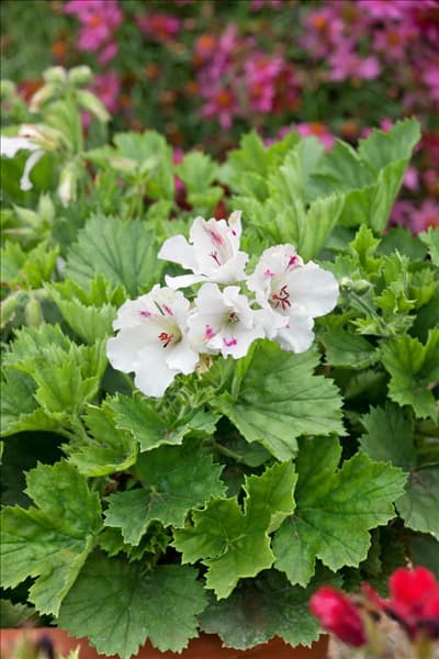 Pelargonium grandiflorum Little Hearts