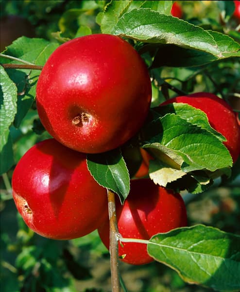 Apfel / Malus domestica Jonathan