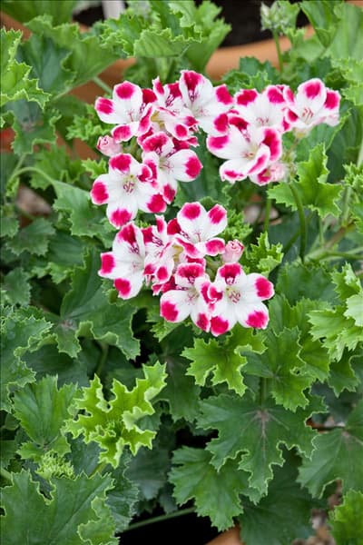 Pelargonium grandiflorum  Sophia
