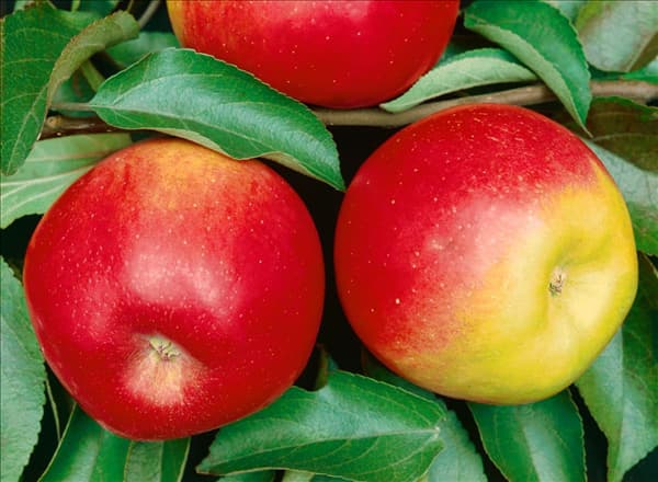 Apfel / Malus domestica Jonathan