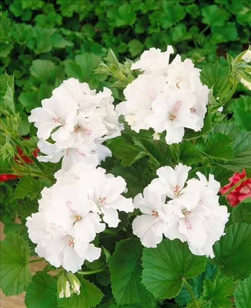 Pelargonium grandiflorum Jasmin