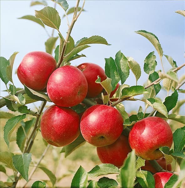 Apfel / Malus domestica Jonathan