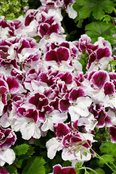Pelargonium grandiflorum Tornado