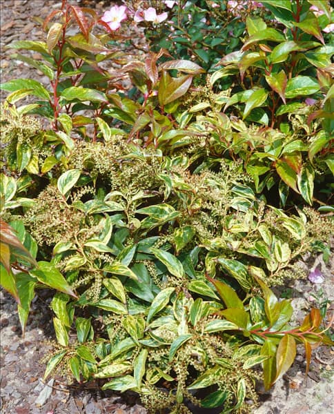 Leucothoe fontanesiana Rainbow