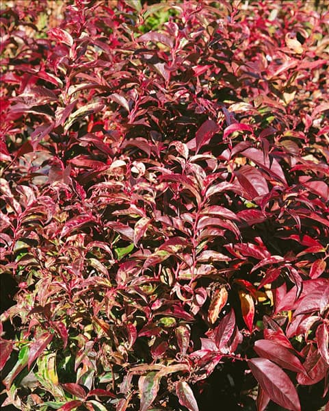Leucothoe fontanesiana Rainbow