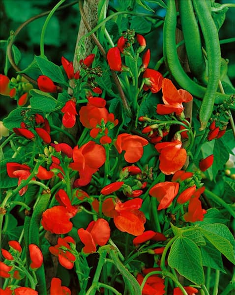 PHASEOLUS