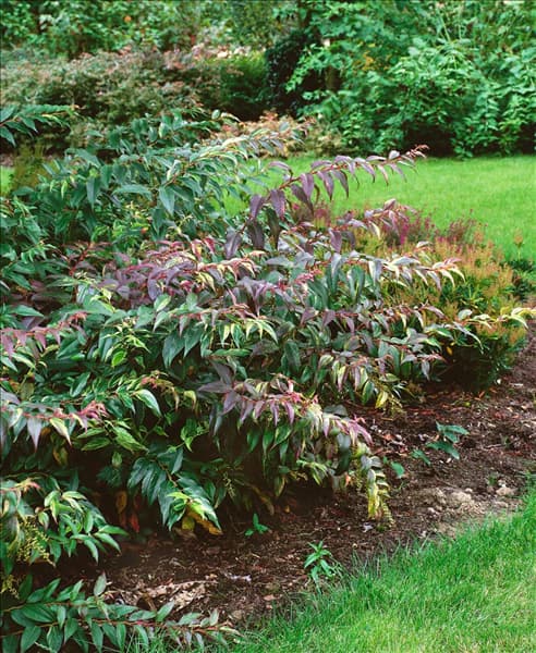 Leucothoe fontanesiana Rainbow