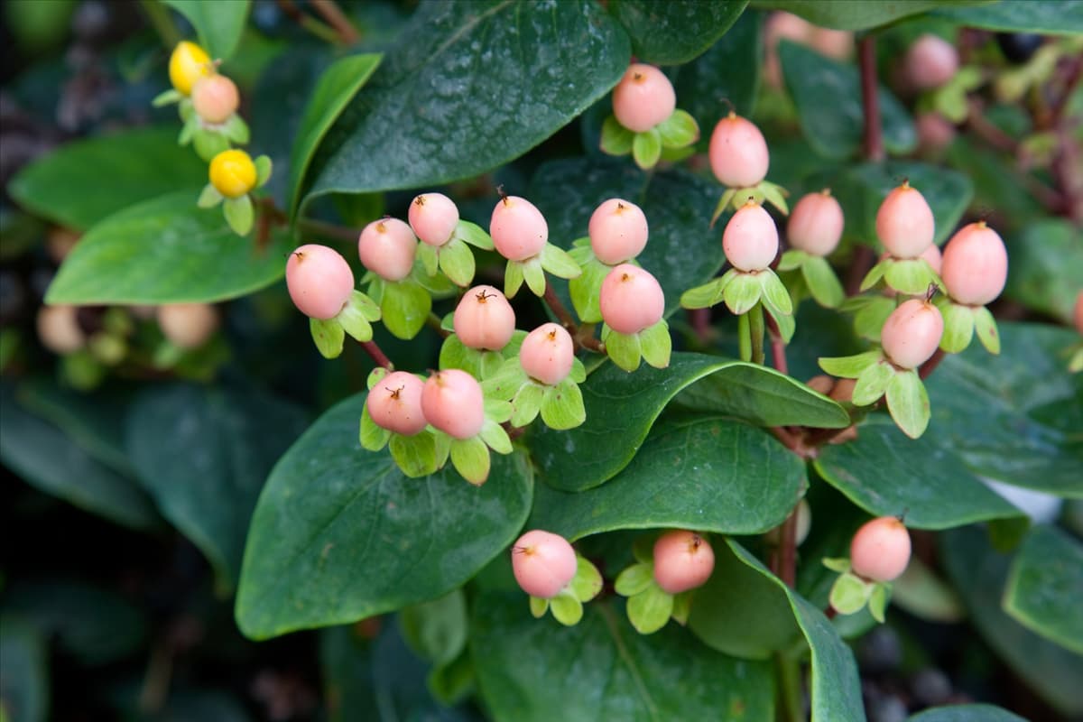 Hypericum Magical Beauty