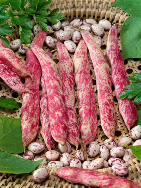Phaseolus vulgaris var. nanus Borlotto Rosso